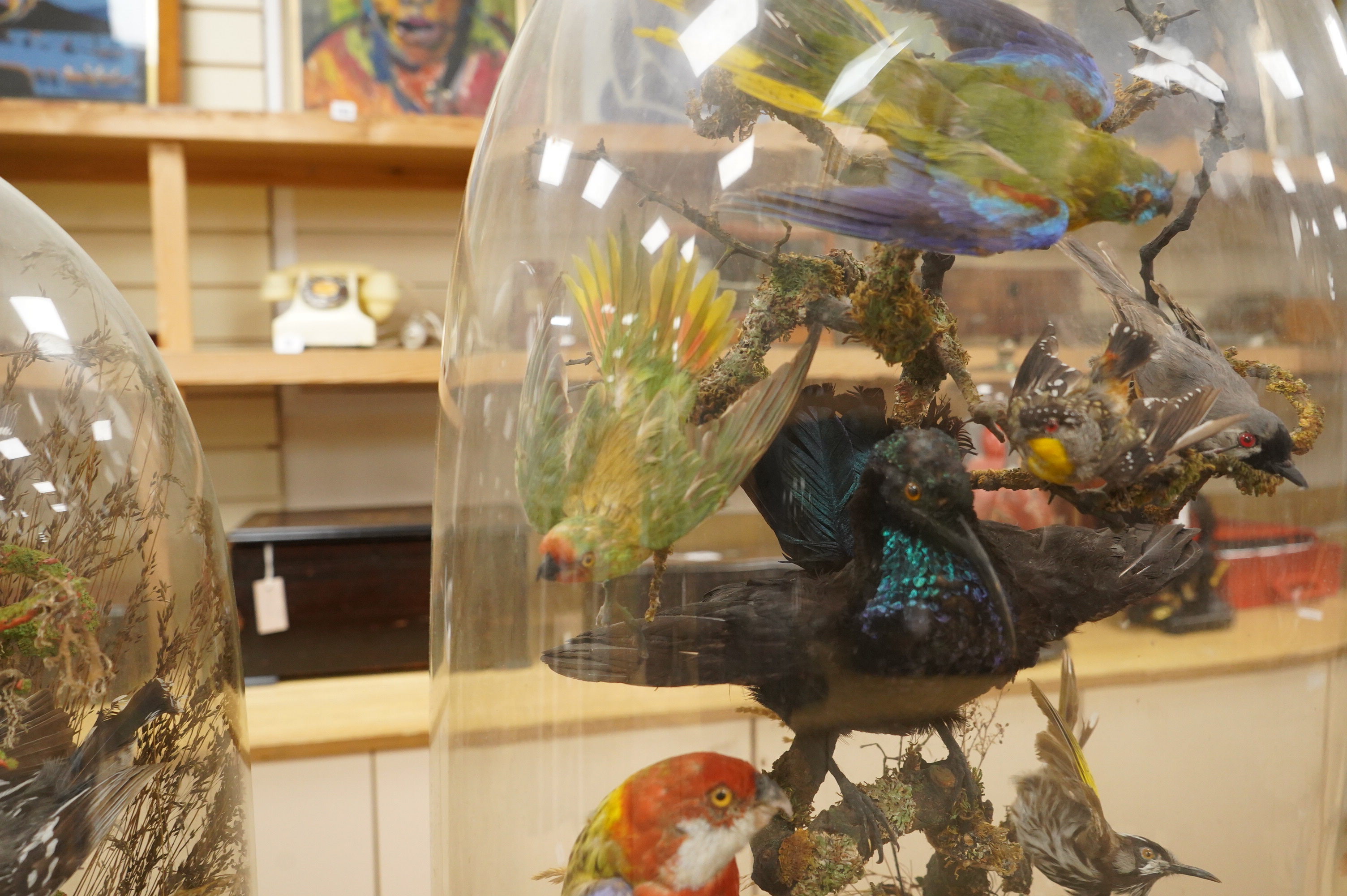 A Victorian taxidermy display of exotic birds including an Eastern Rosella, a Turquoise Parrot, a Night Parrot, etc., contained within a domed case with ebonised base, 70cm high, 40cm wide